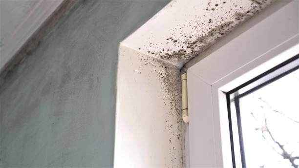 Best HVAC Mold Inspection and Cleaning  in Anson, TX