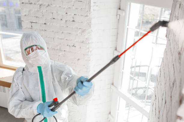 Best Attic Mold Removal  in Anson, TX