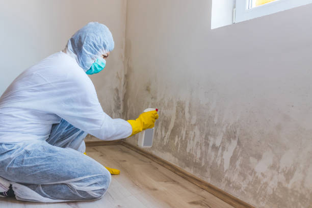 Mold Odor Removal Services in Anson, TX
