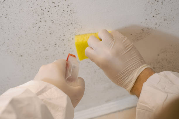 Best Forensic Mold Investigation  in Anson, TX