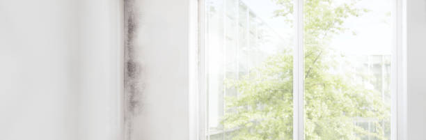 Professional Mold Removal in Anson, TX