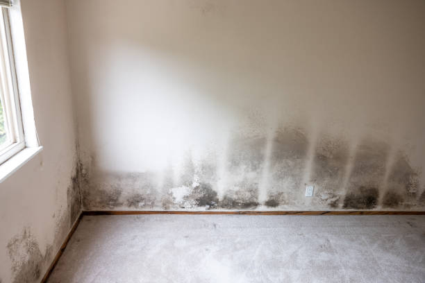 Best Industrial Mold Remediation  in Anson, TX