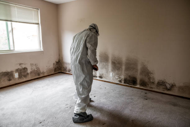 Best Mold Prevention Services  in Anson, TX