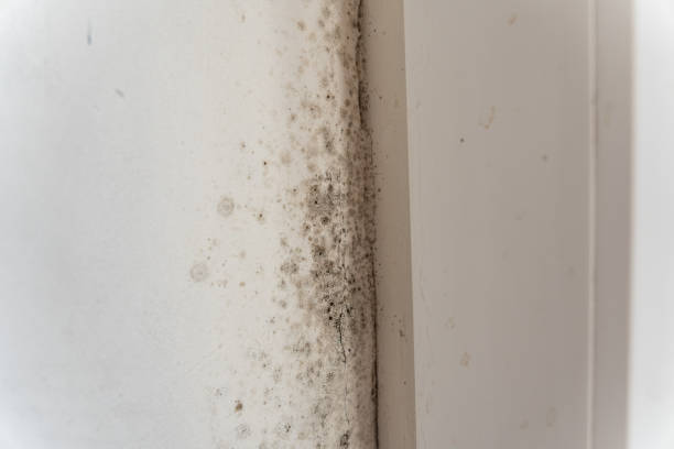 Best Environmental Consulting for Mold Prevention  in Anson, TX