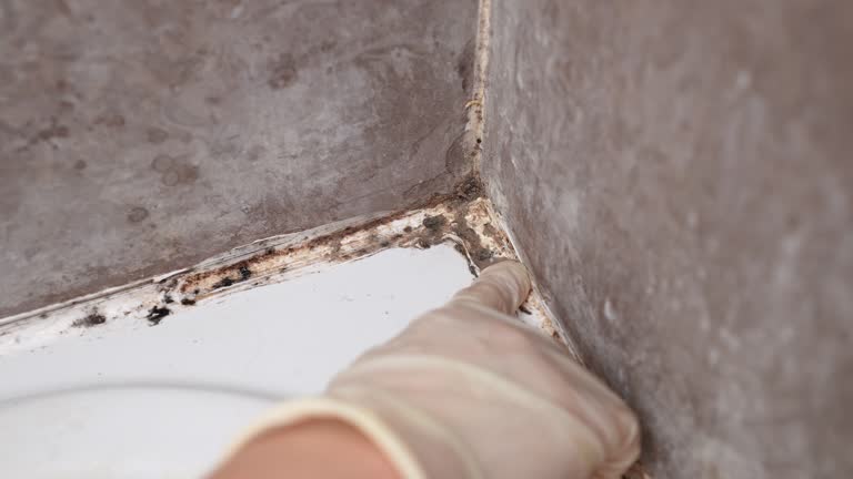 Best Residential Mold Inspection & Testing  in Anson, TX